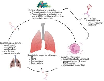 Bacteriophage: A new therapeutic player to combat neutrophilic inflammation in chronic airway diseases